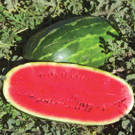 Water Melon Oil 